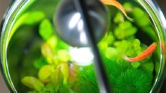 Doğal Stres Giderici: Akvaryum